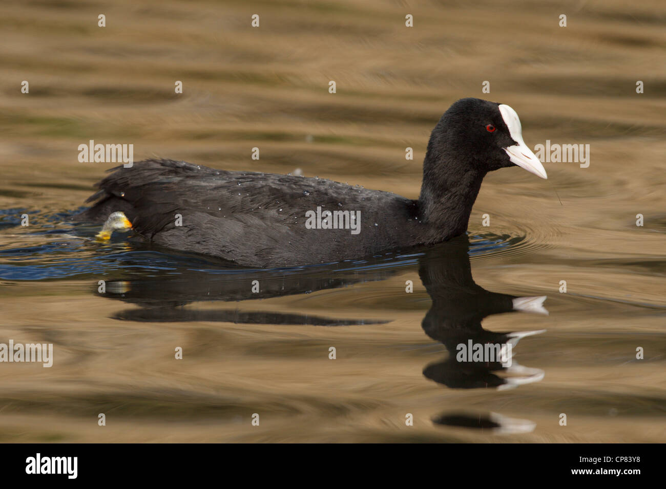 Eurasian coot at the WWT London Wetland Centre in Barnes. Stock Photo