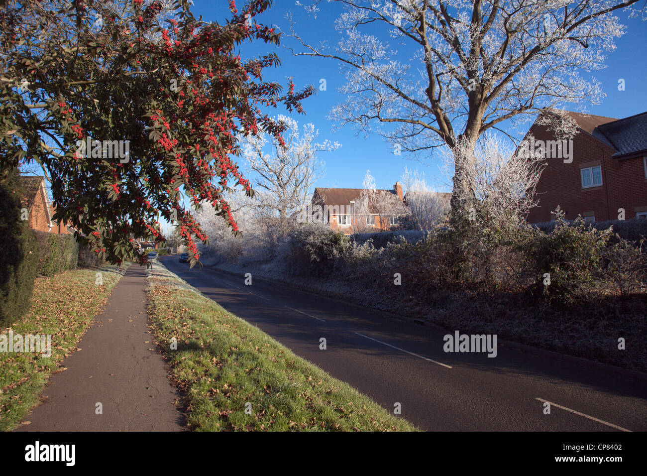 Red cotoneaster berries and hoar frost in Cambridgeshire village Stock Photo