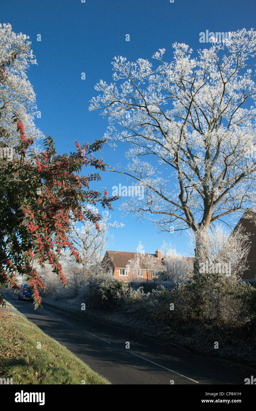 Red cotoneaster berries and hoar frost in Cambridgeshire village Stock Photo
