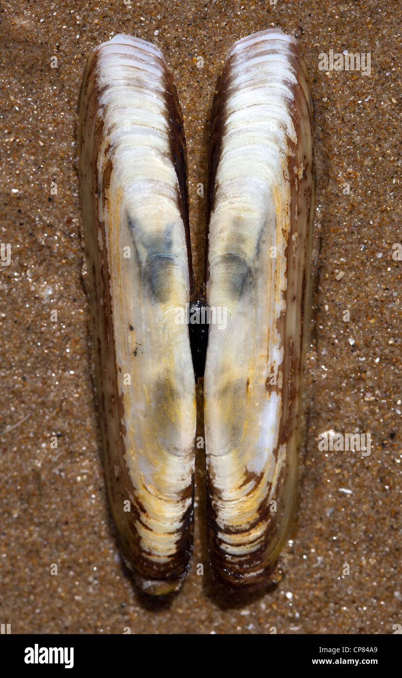 Razor Clam Shells Stock Photo Alamy