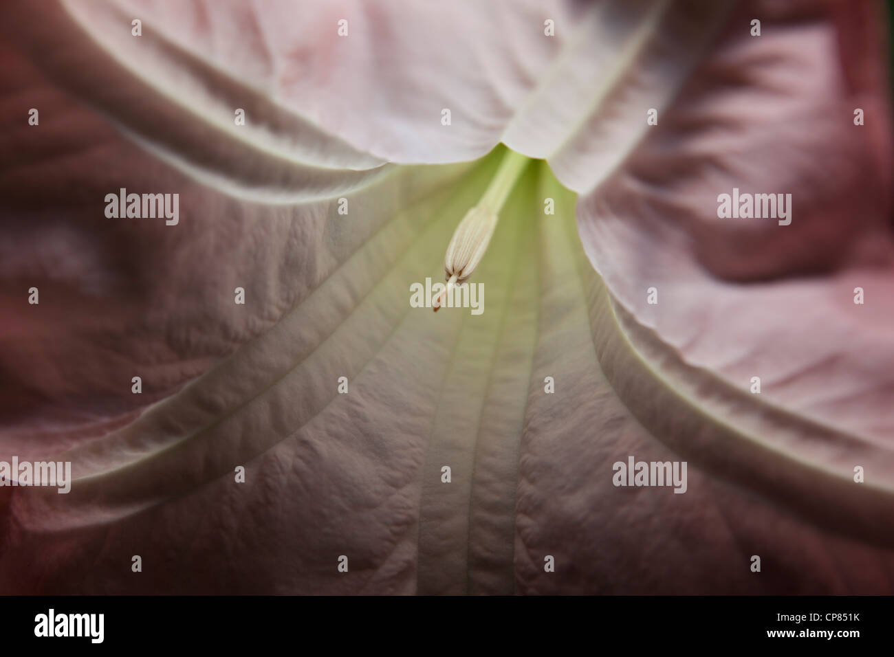 Tight shot of a Moonflower at night Stock Photo