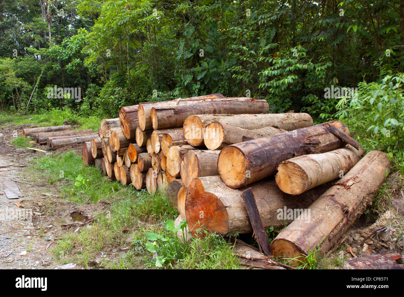 Logs cut from the rainforest in the Ecuadorian Amazon Stock Photo - Alamy