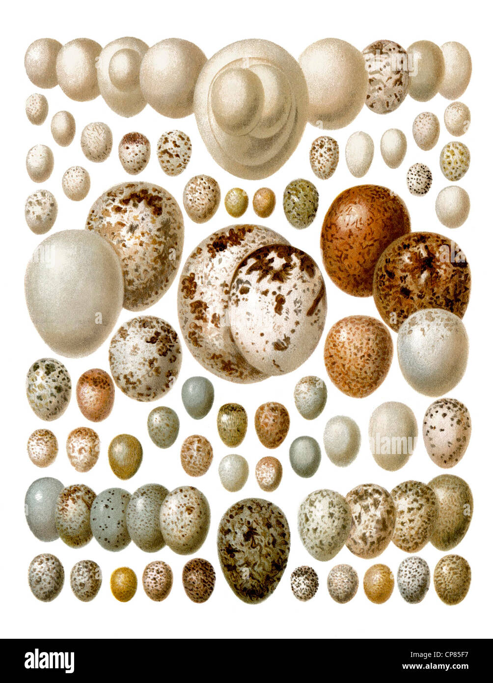 European birds' eggs, Zeichnerische Darstellung, Eier von Europäischen Vögeln, aus Meyers Konversations-Lexikon, 1889 Stock Photo