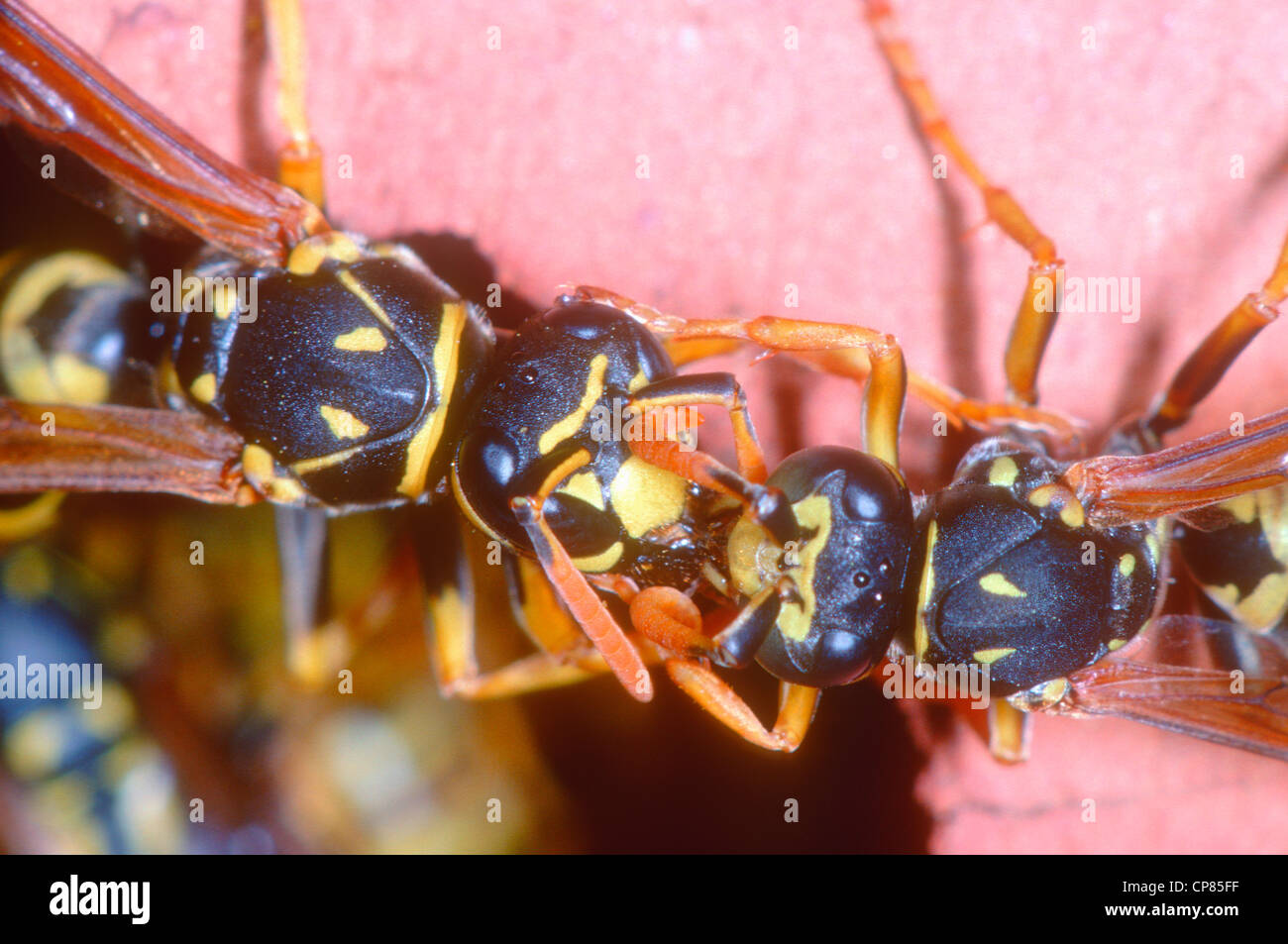 Paper Wasp, Polistes gallicus. Close-up of Trophallactic exchange between two adults in wasps nest. Stock Photo