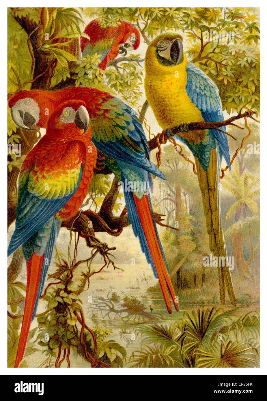 Scarlet Macaws (Ara macao), Historische, zeichnerische Darstellung, Hellroter Ara (Ara macao), Papageien, Ordnung der Psittacifo Stock Photo