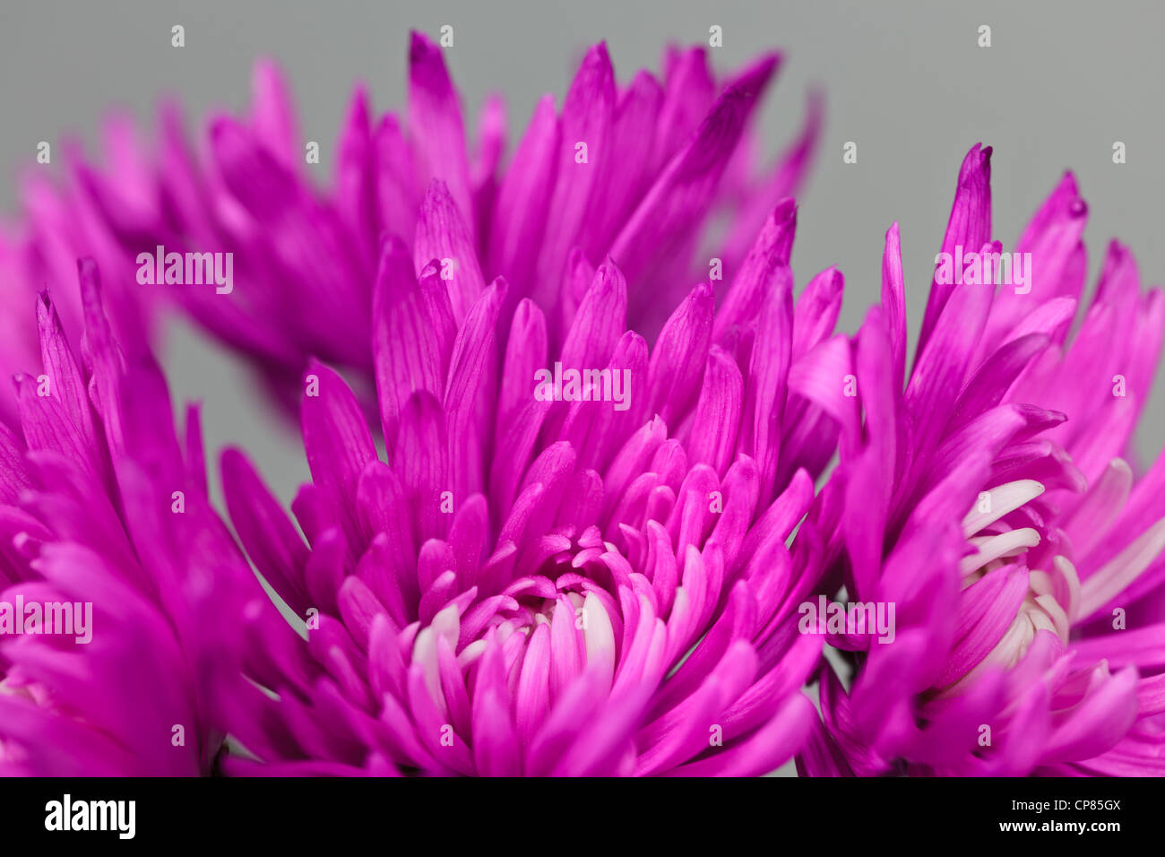 Bright pink chrysanthemum flowers hi-res stock photography and images ...