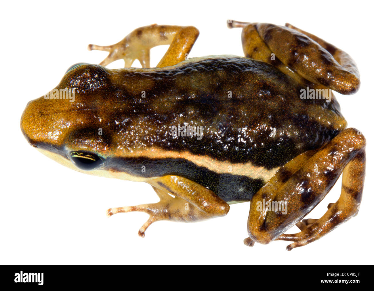 Machalilla Poison Frog (Epipedobates machallila) from western Ecuador Stock Photo