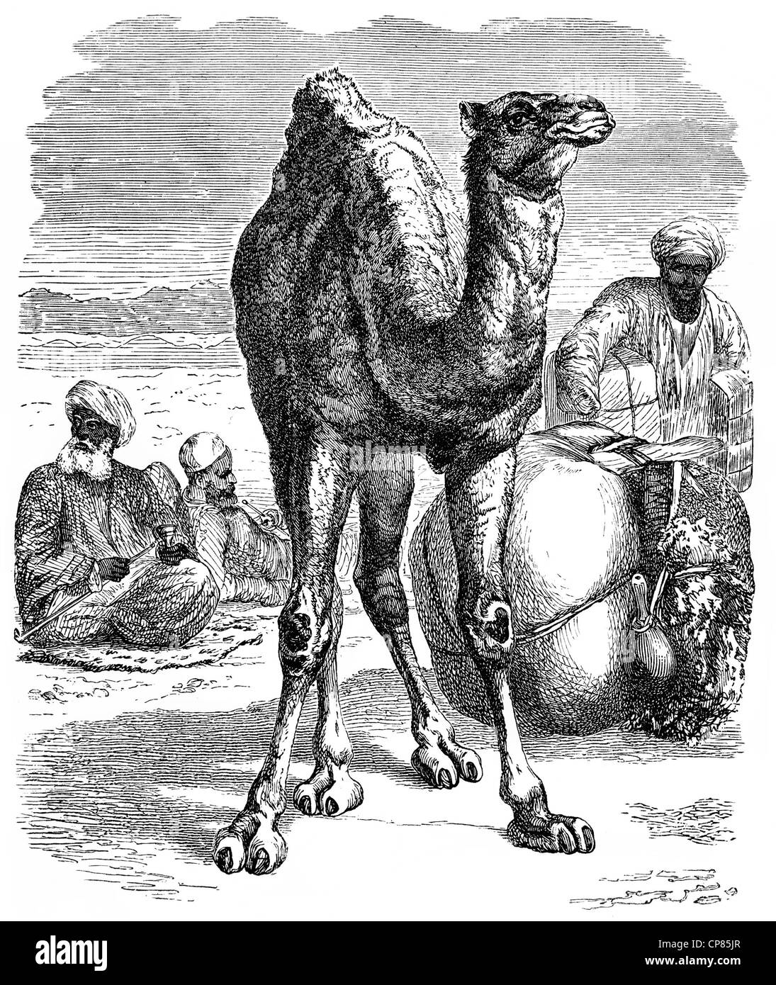 Historic illustration of a dromedary, Arabian camel (Camelus dromedarius), 19th century, Historische, zeichnerische Darstellung, Stock Photo