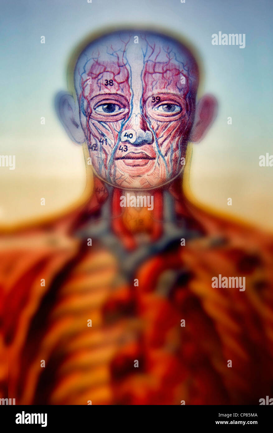 Anatomy, medical illustration of human beings, Aufklappbare anatomische, medizinische Darstellung des Mannes, digital bearbeitet Stock Photo