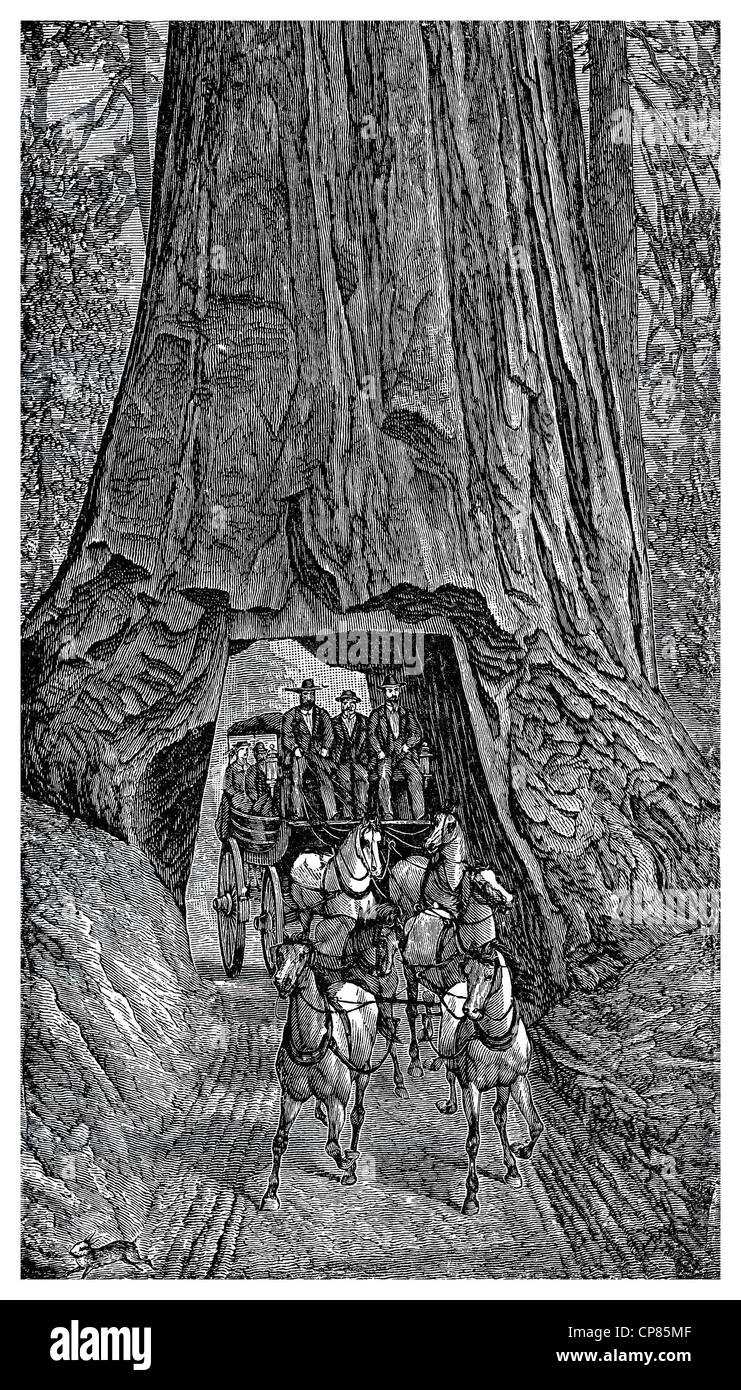 Carriage ride through a giant redwood tree (Sequoia) in Muir Woods National Monument, historic engraving, 19th Century, Kutschen Stock Photo