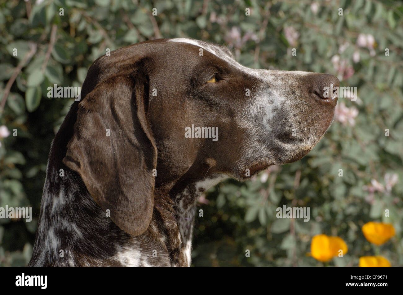 German Shorthaired Pointer Head Shot Stock Photo 48123685 Alamy