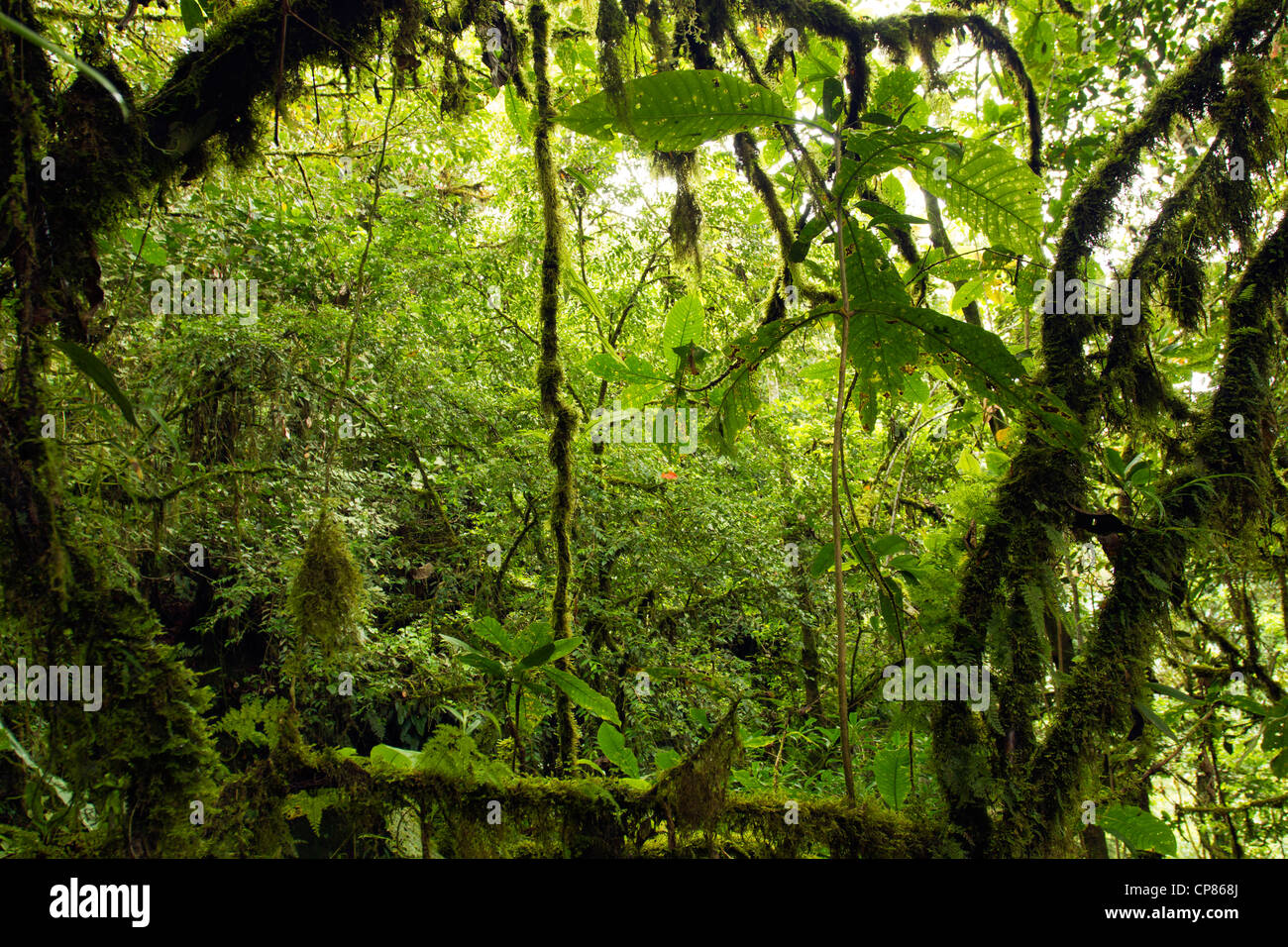 Interior of mossy cloudforest in the Andes, Ecuador Stock Photo