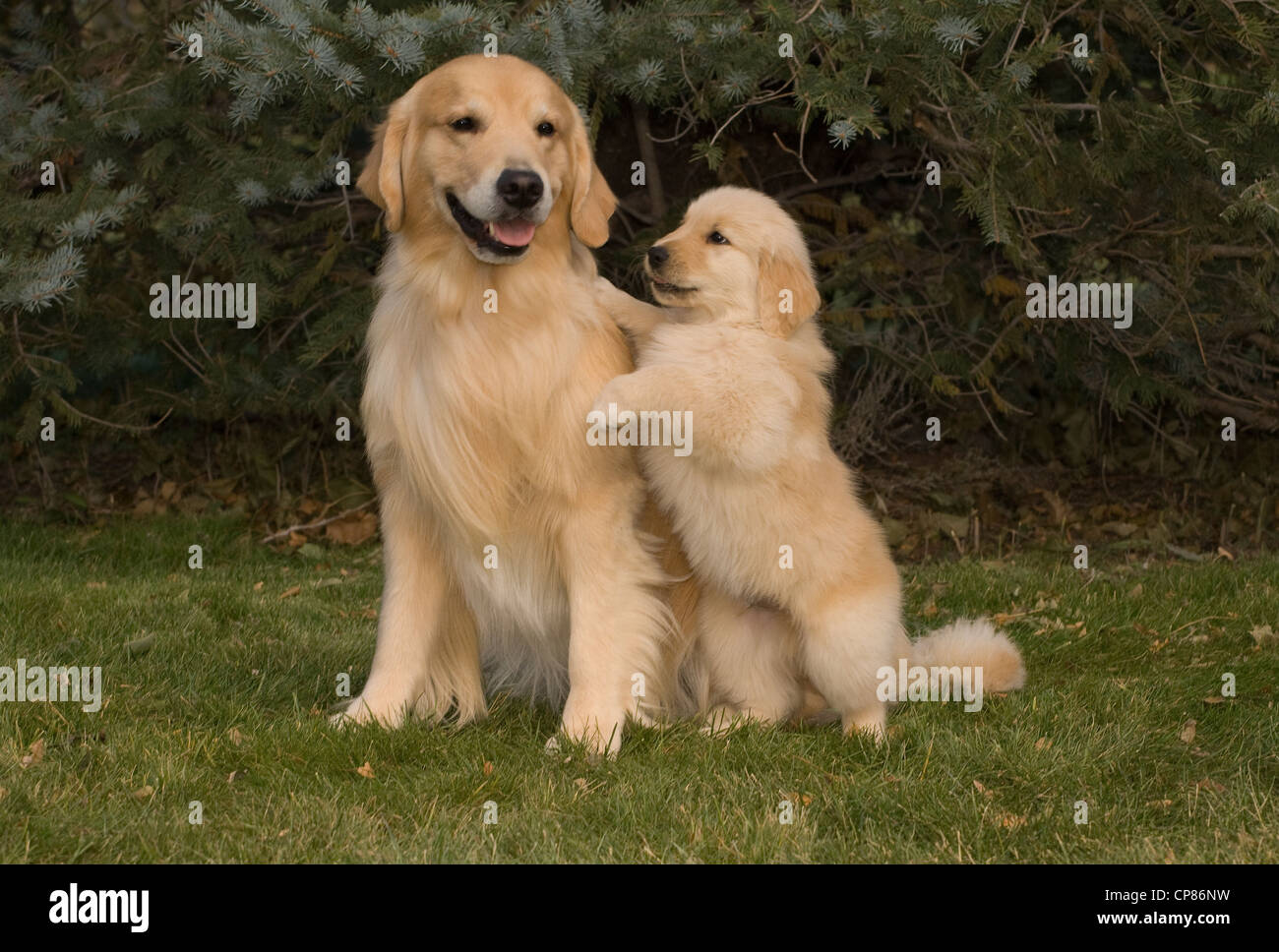 retriever puppy standing with paw on Stock Photo - Alamy