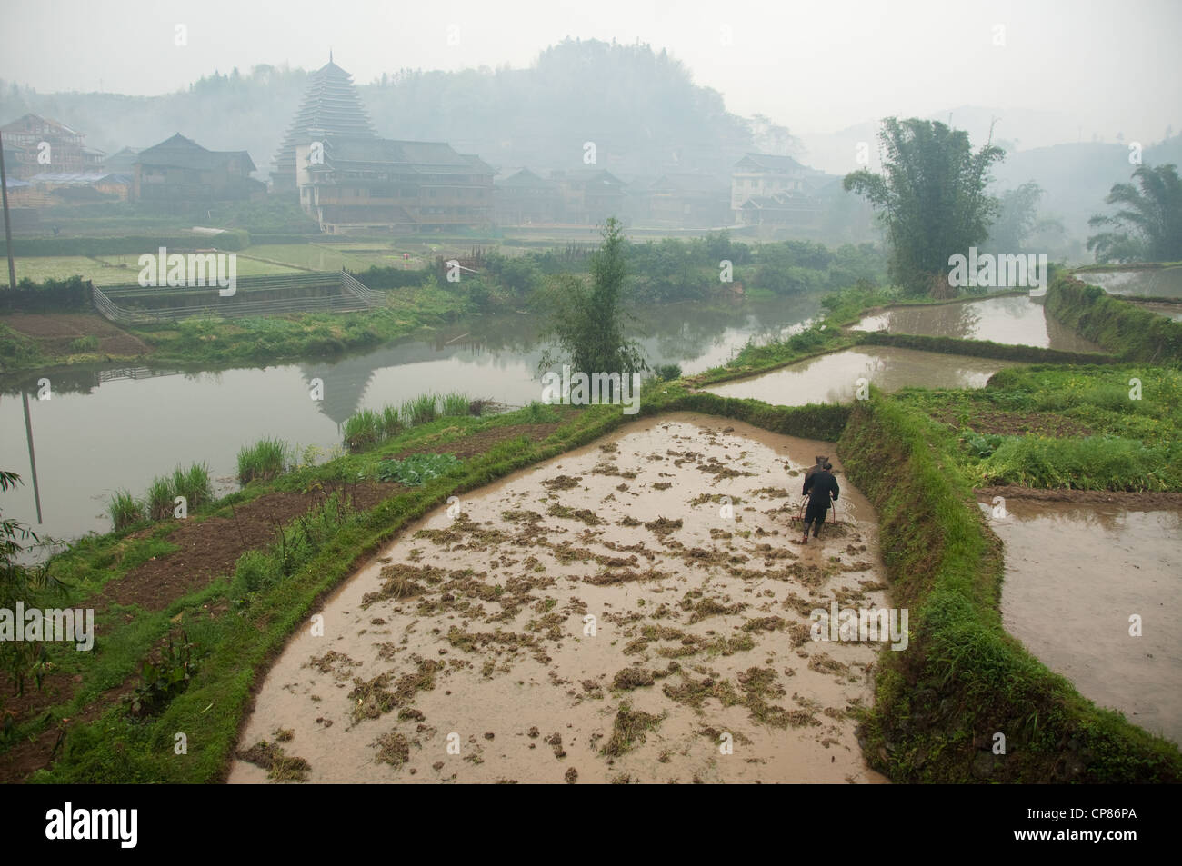 A farm worker driving his water buffalo while furrowing a watered rice field near a river, Chengyang Stock Photo