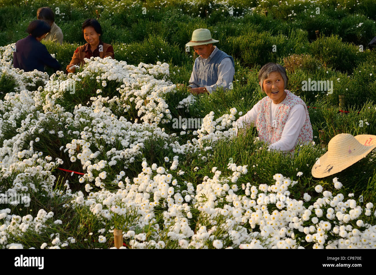 Smiling Chinese workers picking chrysanthemum flowers for tea in Huangshan China Stock Photo