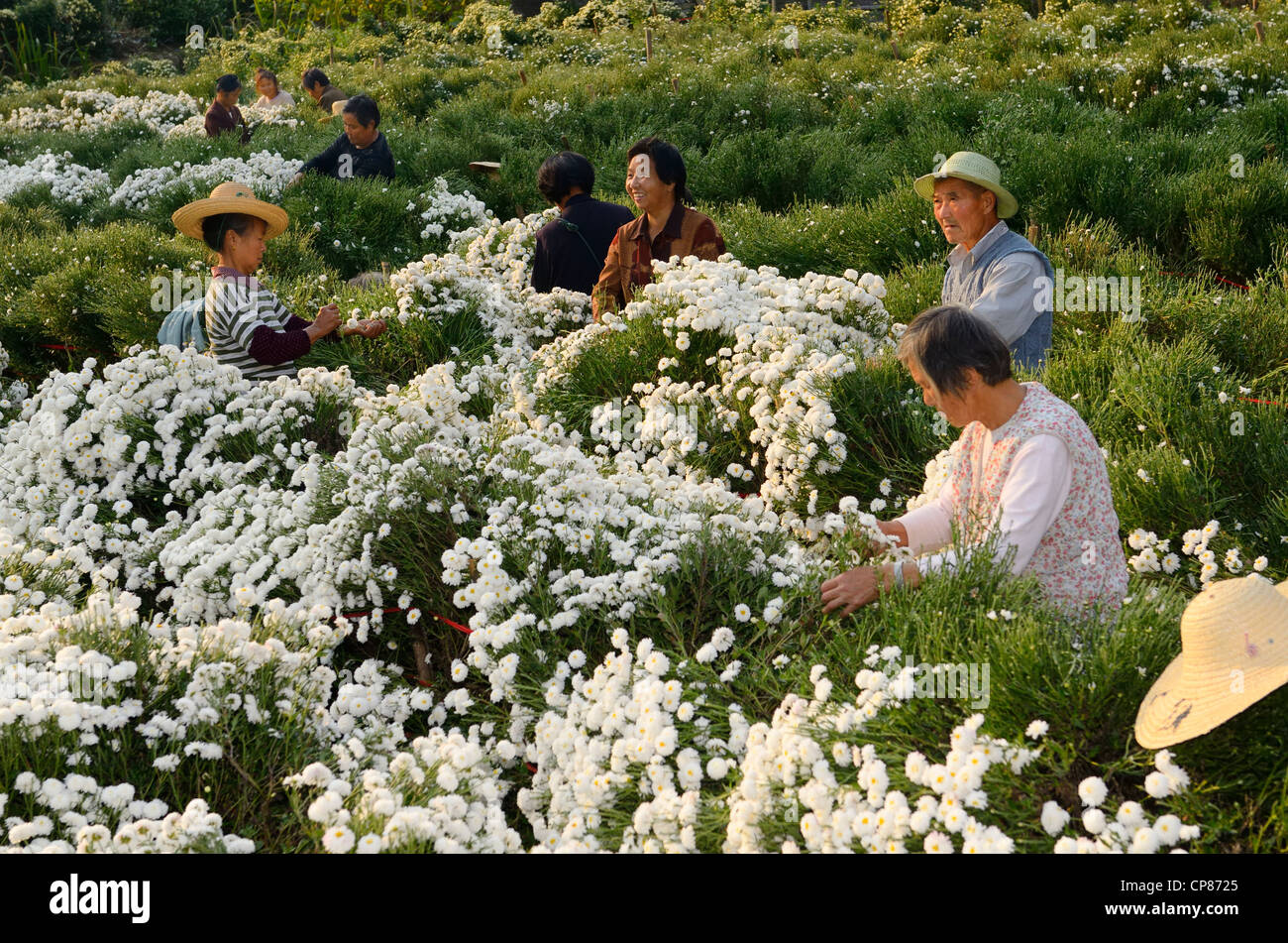 Group of Chinese workers picking crop of chrysanthemum flowers for tea in Huangshan Peoples Republic of China Stock Photo