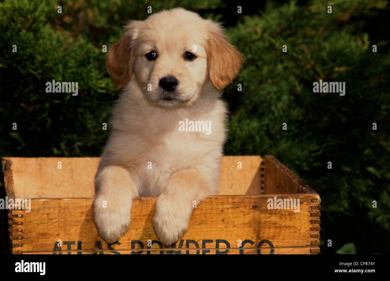Golden Retriever puppy in box Stock Photo