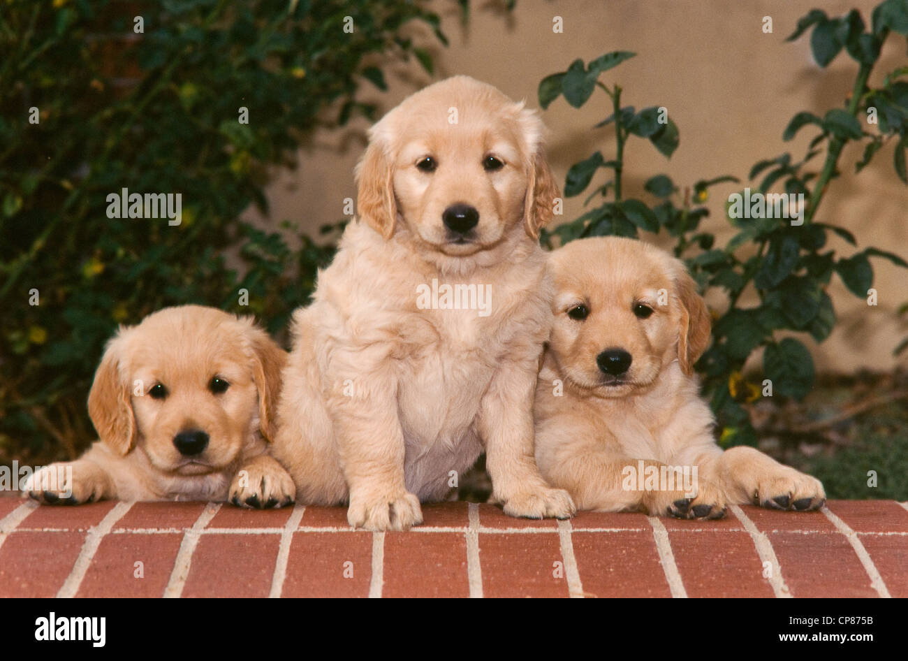 Three Cute Golden Retriever Puppies High Resolution Stock Photography And Images Alamy