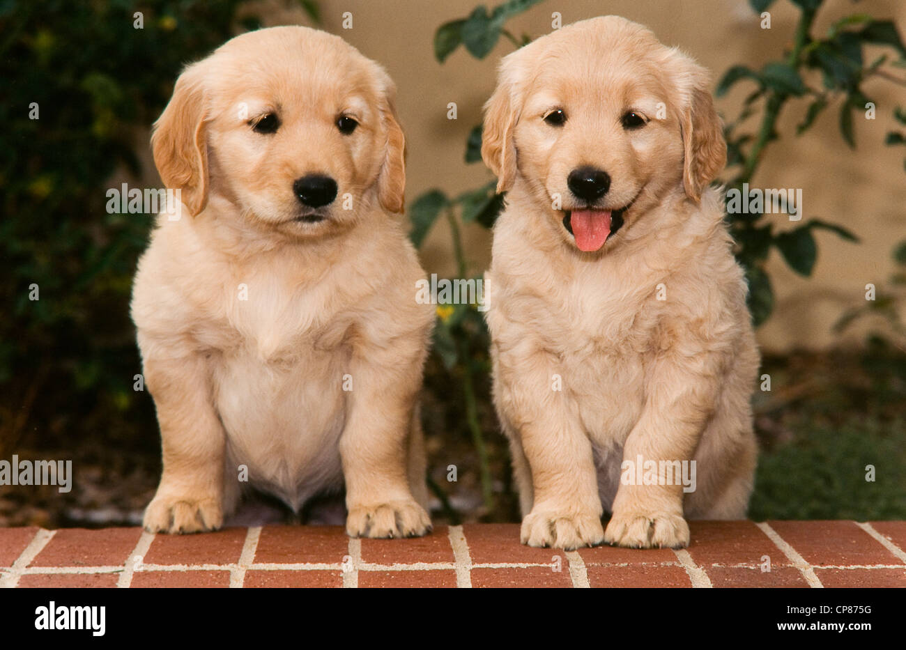Two Golden retriever puppies on brick ledge Stock Photo