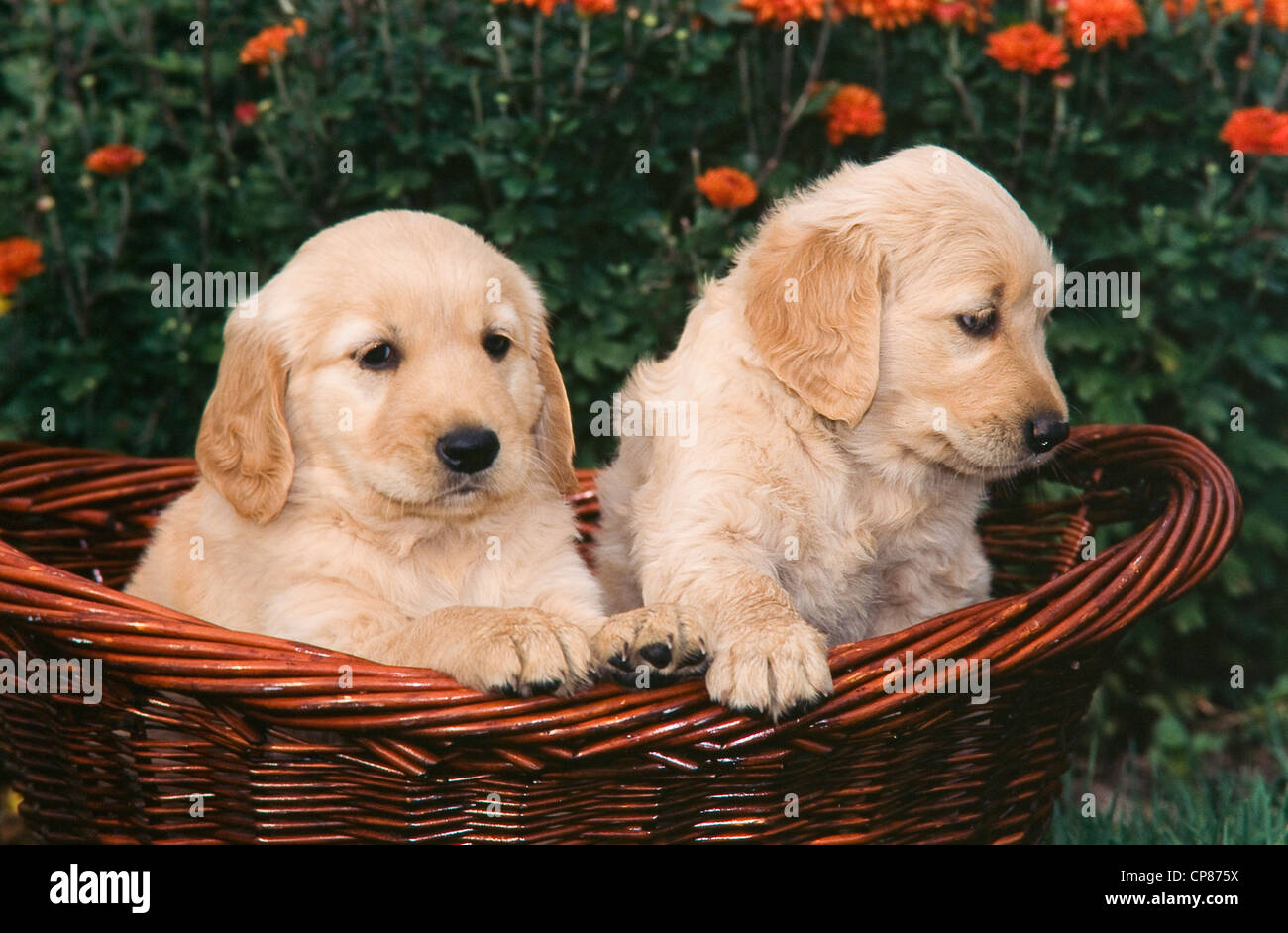 Golden retriever carrying puppy in on sale basket