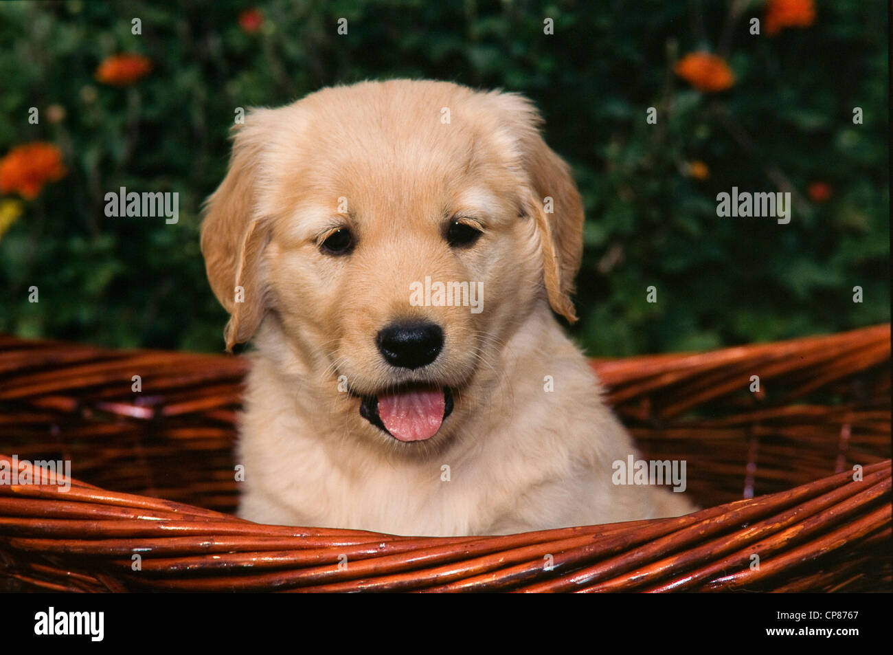 Golden Retriever puppy in basket Stock Photo