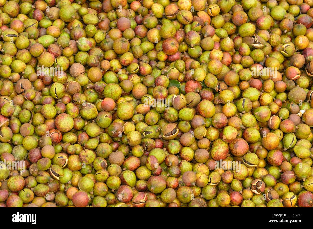 Tung Tree High Resolution Stock Photography and Images - Alamy