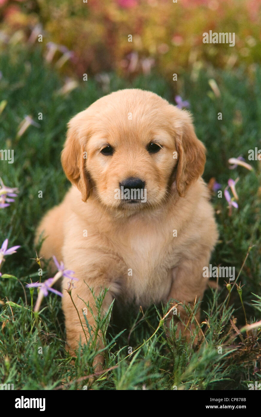Golden Retriever puppy sitting in flowers Stock Photo