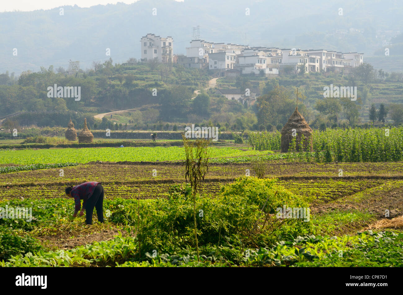 Woman working in farm fields on rich valley farmland at Yanggancun hilltop village Huangshan Peoples Republic of China Stock Photo