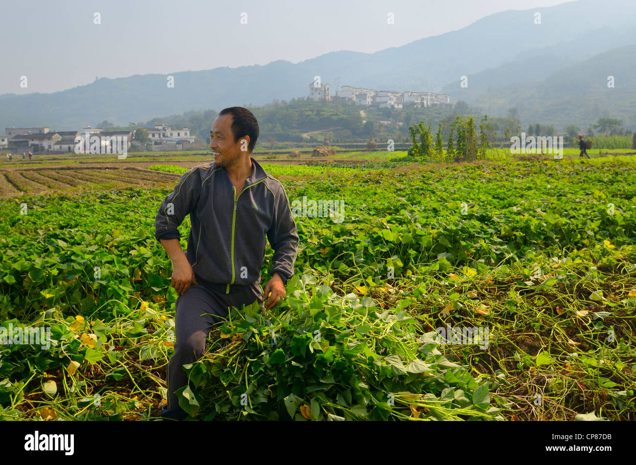 Man harvesting potato leaves for pig feed on valley farmland at