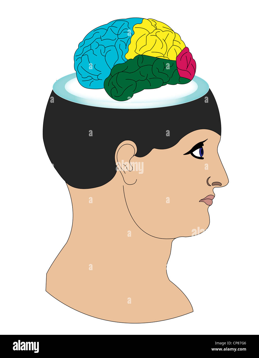 Illustration of a brain Stock Photo - Alamy