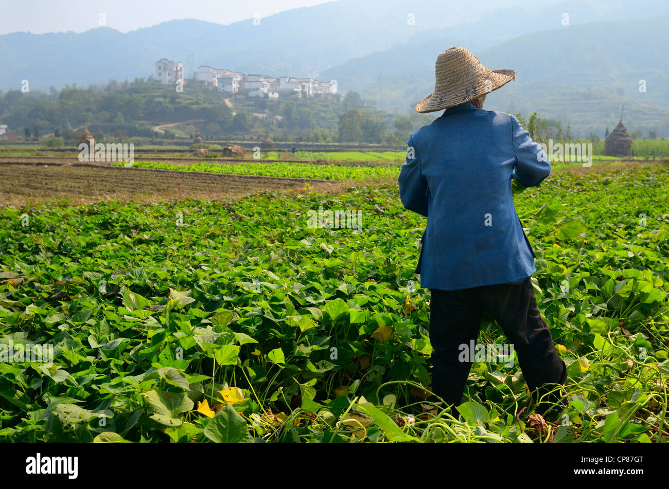 Man harvesting potato leaves for pig feed on valley farmland at