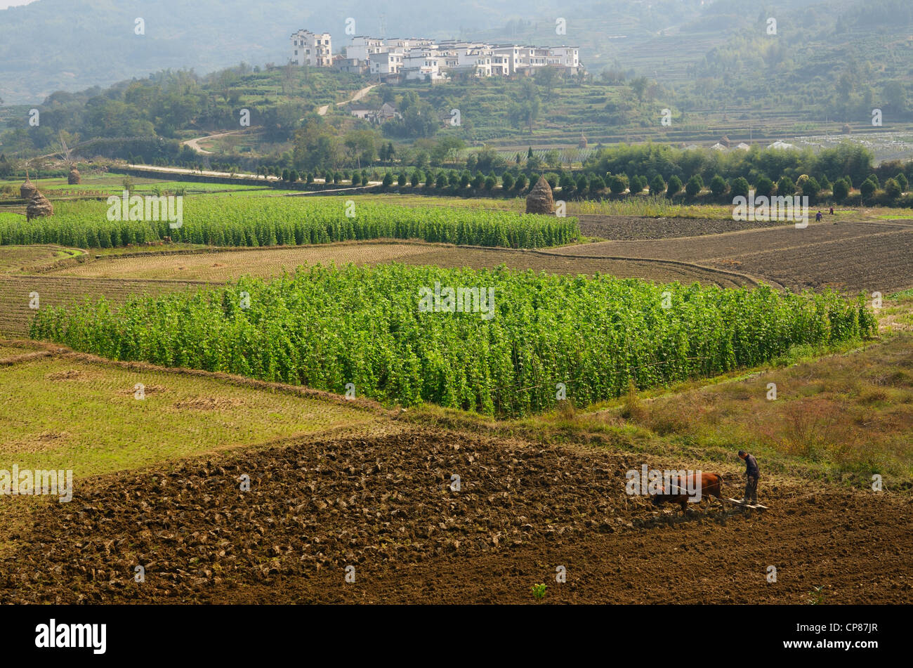 Hilltop village and farmer leveling field with ox on farmland at