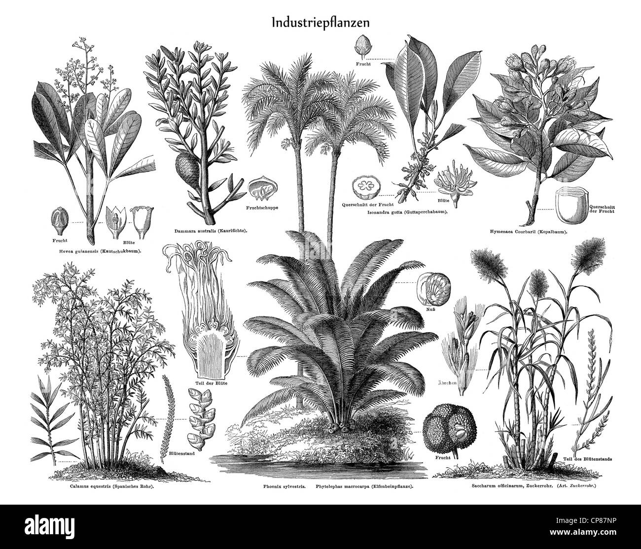 Historic illustration of industrial plants, renewable resource, energy crops, Historische, zeichnerische Darstellung, Industriep Stock Photo