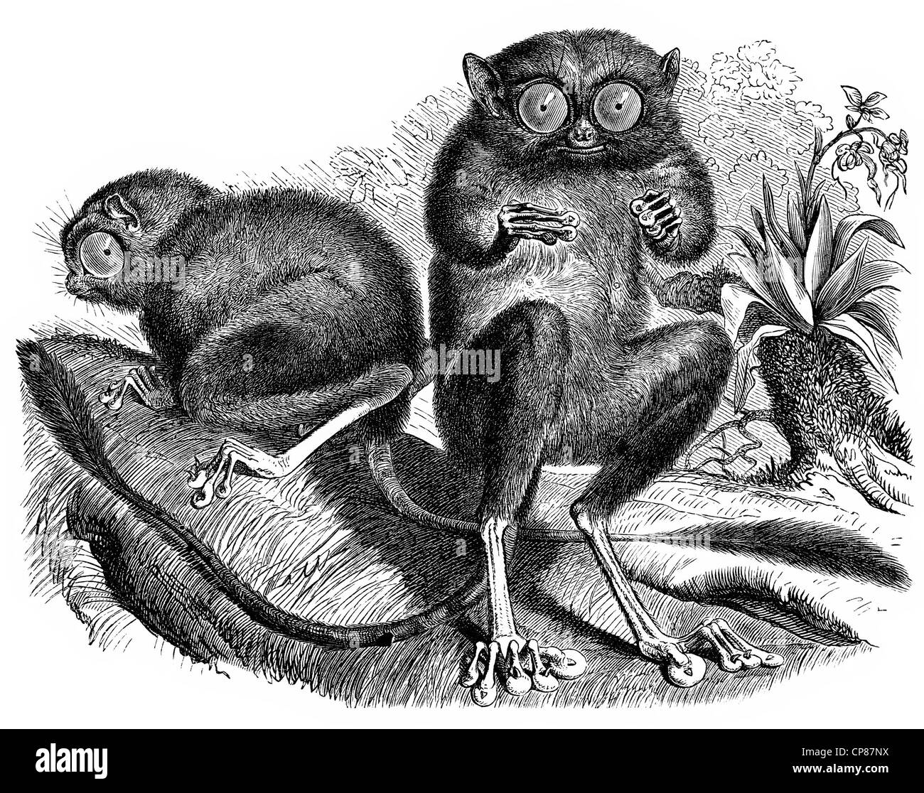 Historic illustration of tarsiers, Historische, zeichnerische Darstellung, Koboldmaki (Tarsiidae, Tarsius), Halbaffe, (Prosimiae Stock Photo