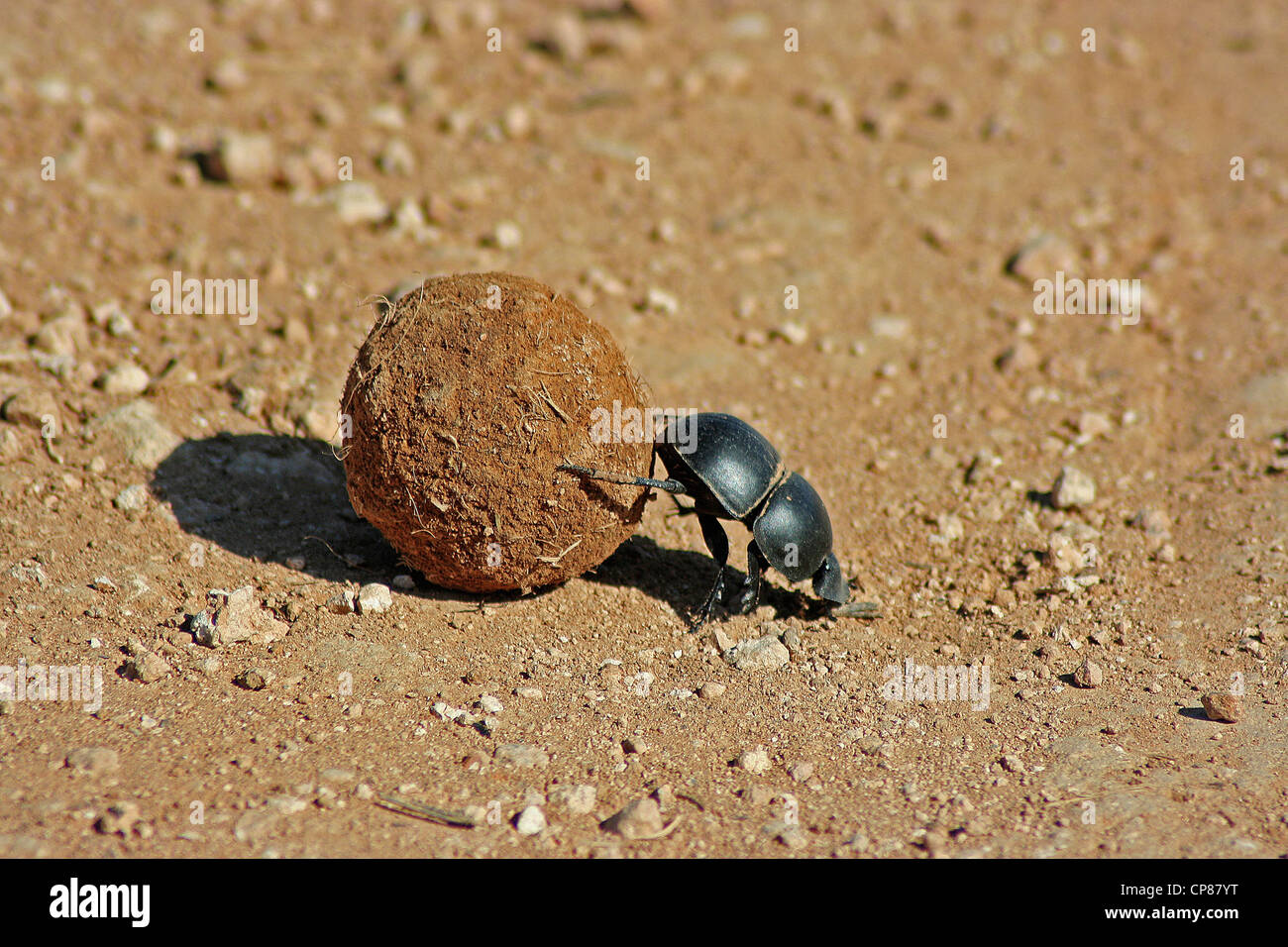 Scarabaeus sacer Stock Photo - Alamy