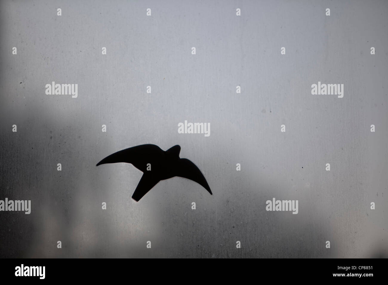 Ein Vogel aus schwarzer Folie klebt auf einer schmutzigen und beschlagenen Glasscheibe Stock Photo
