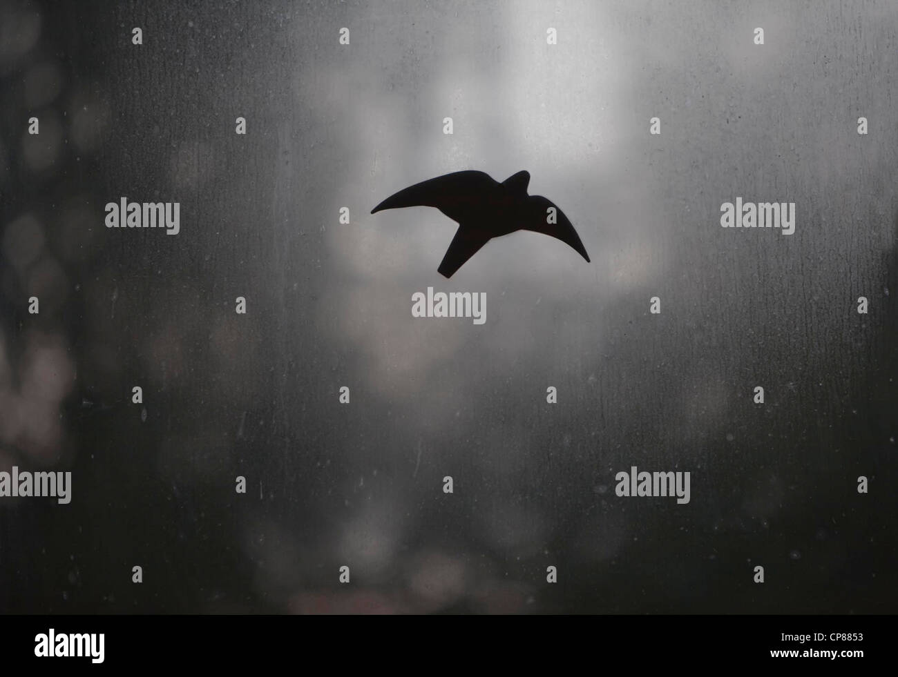 Ein Vogel aus schwarzer Folie klebt auf einer schmutzigen und beschlagenen Glasscheibe Stock Photo