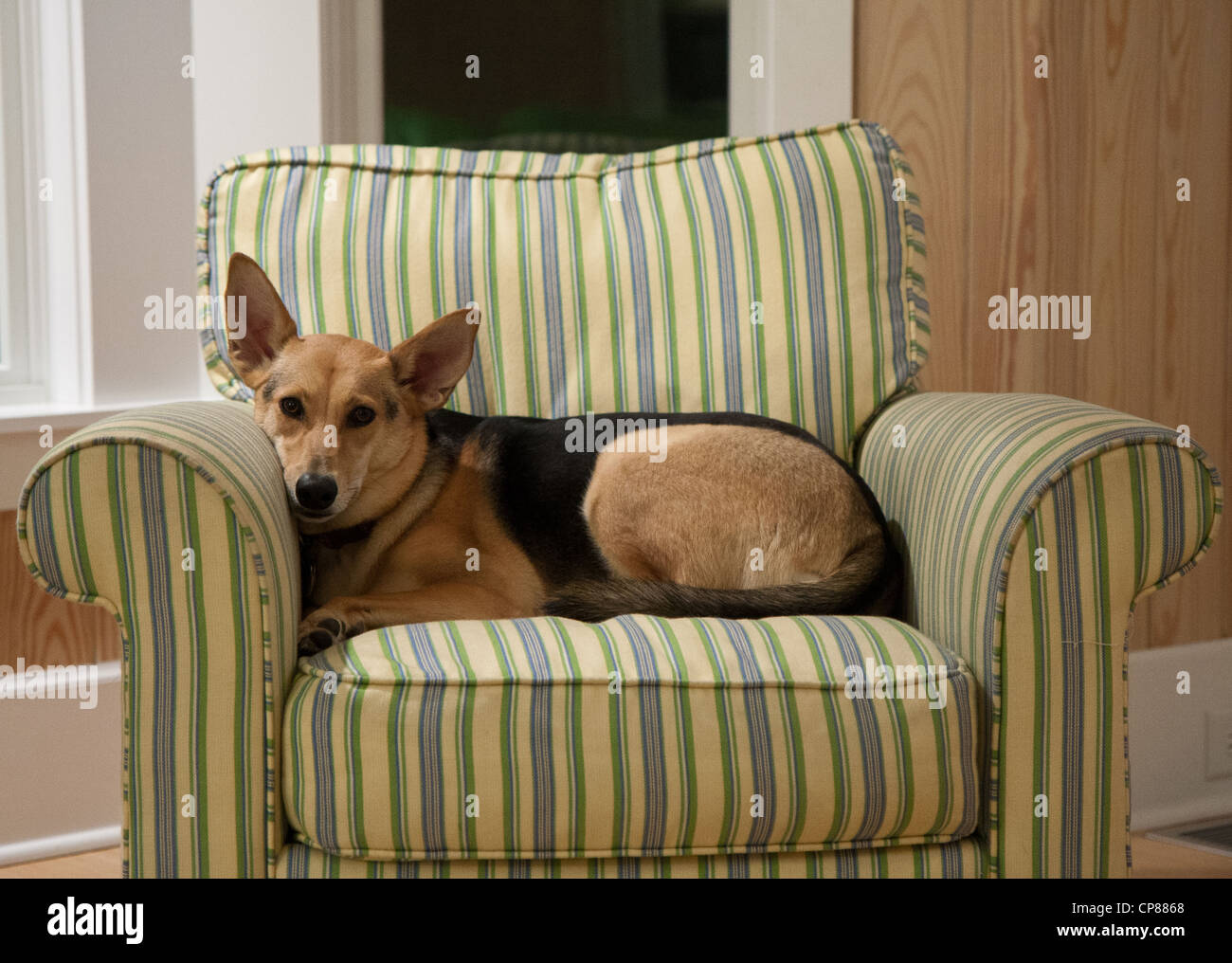 dog in chair Stock Photo Alamy