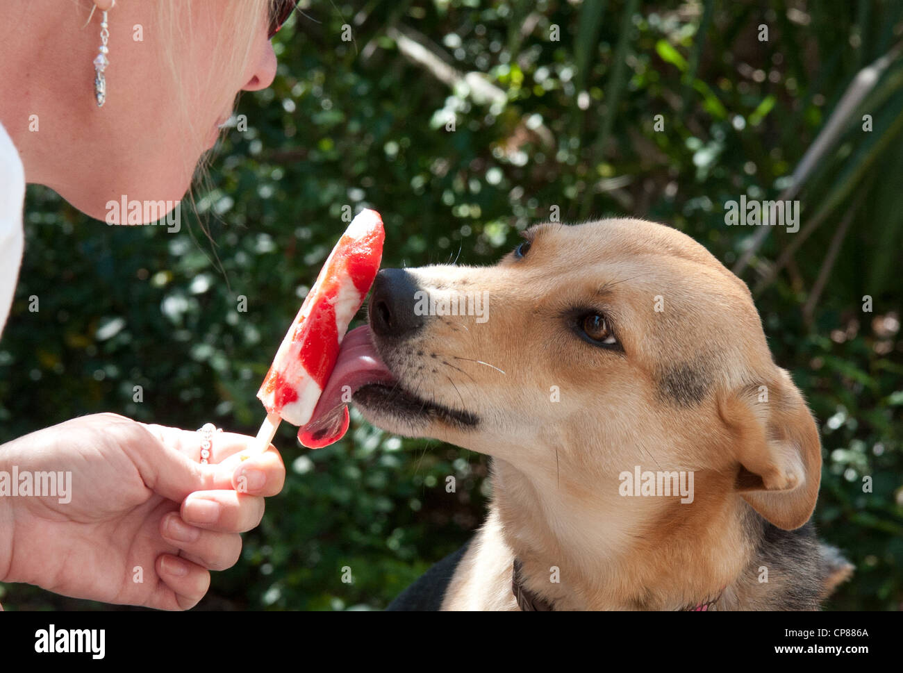 dog licking lollipop Stock Photo Alamy