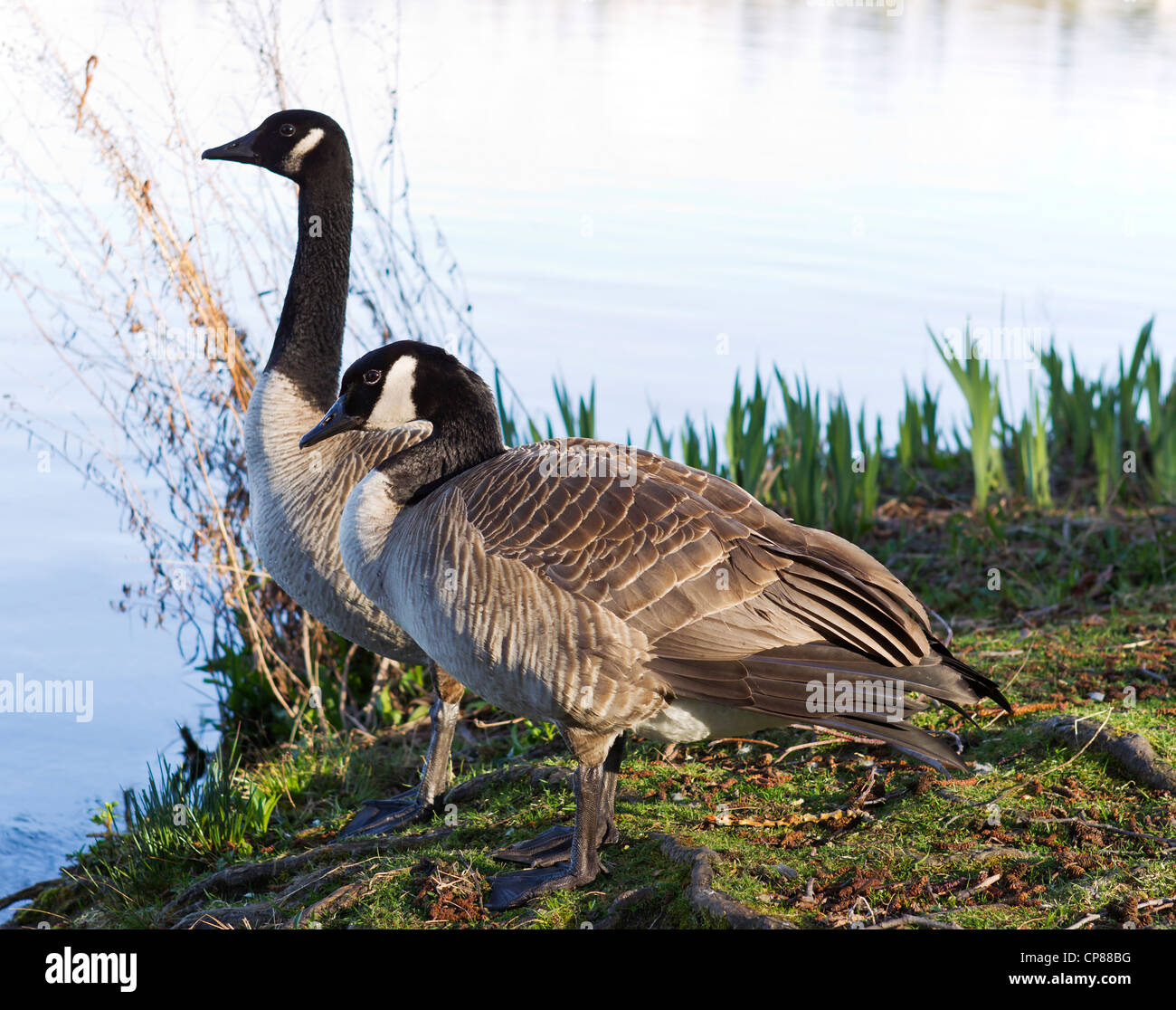 Two Canadian Geese with brush and lake shore line in background Stock Photo
