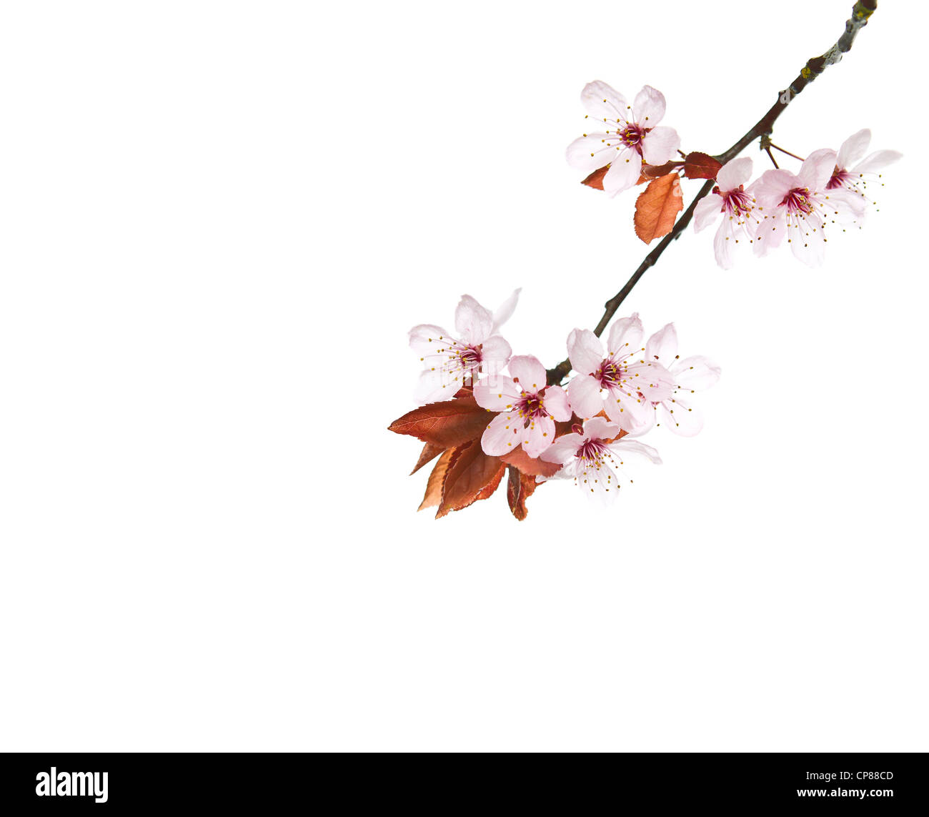 Cherry tree blossom branch on pure white background Stock Photo - Alamy