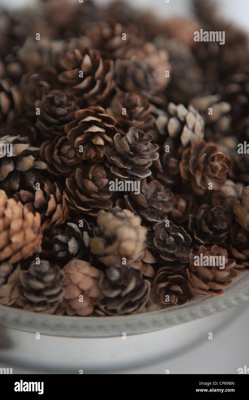 Collection of small pine cones in a bowl. Stock Photo