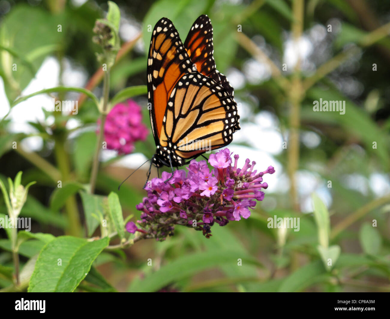 Monarch butterfly. Stock Photo