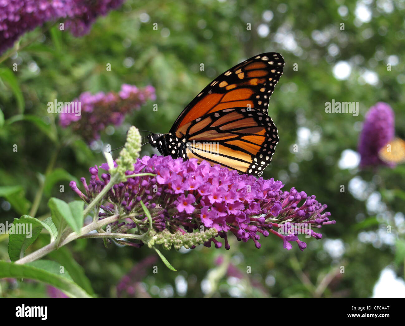 Monarch butterfly. Stock Photo