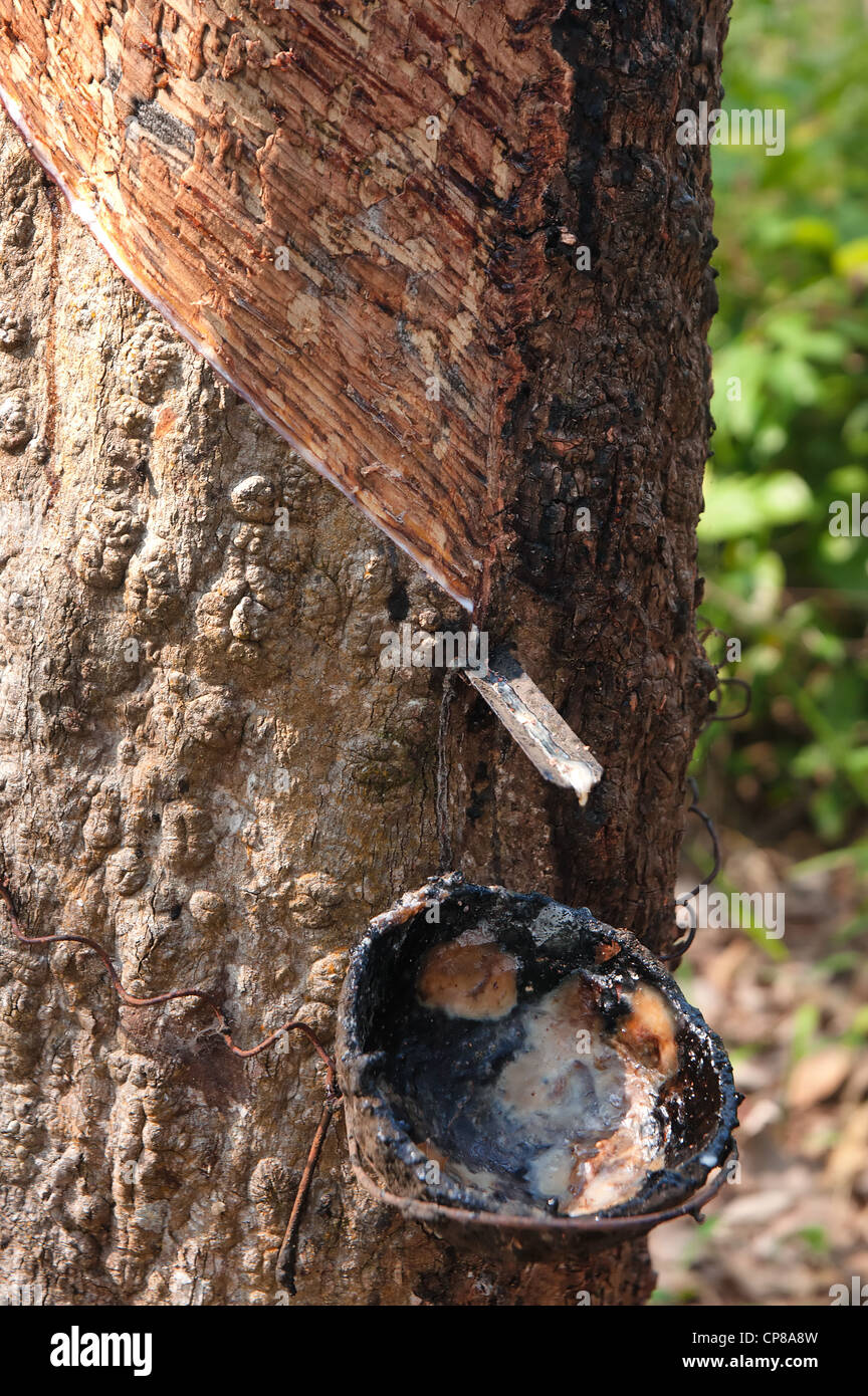 bowl collecting the sap from rubber trees Stock Photo Alamy