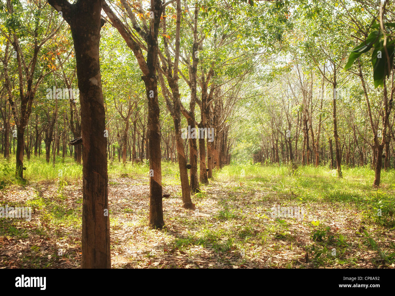Rubber tree plantation hires stock photography and images Alamy