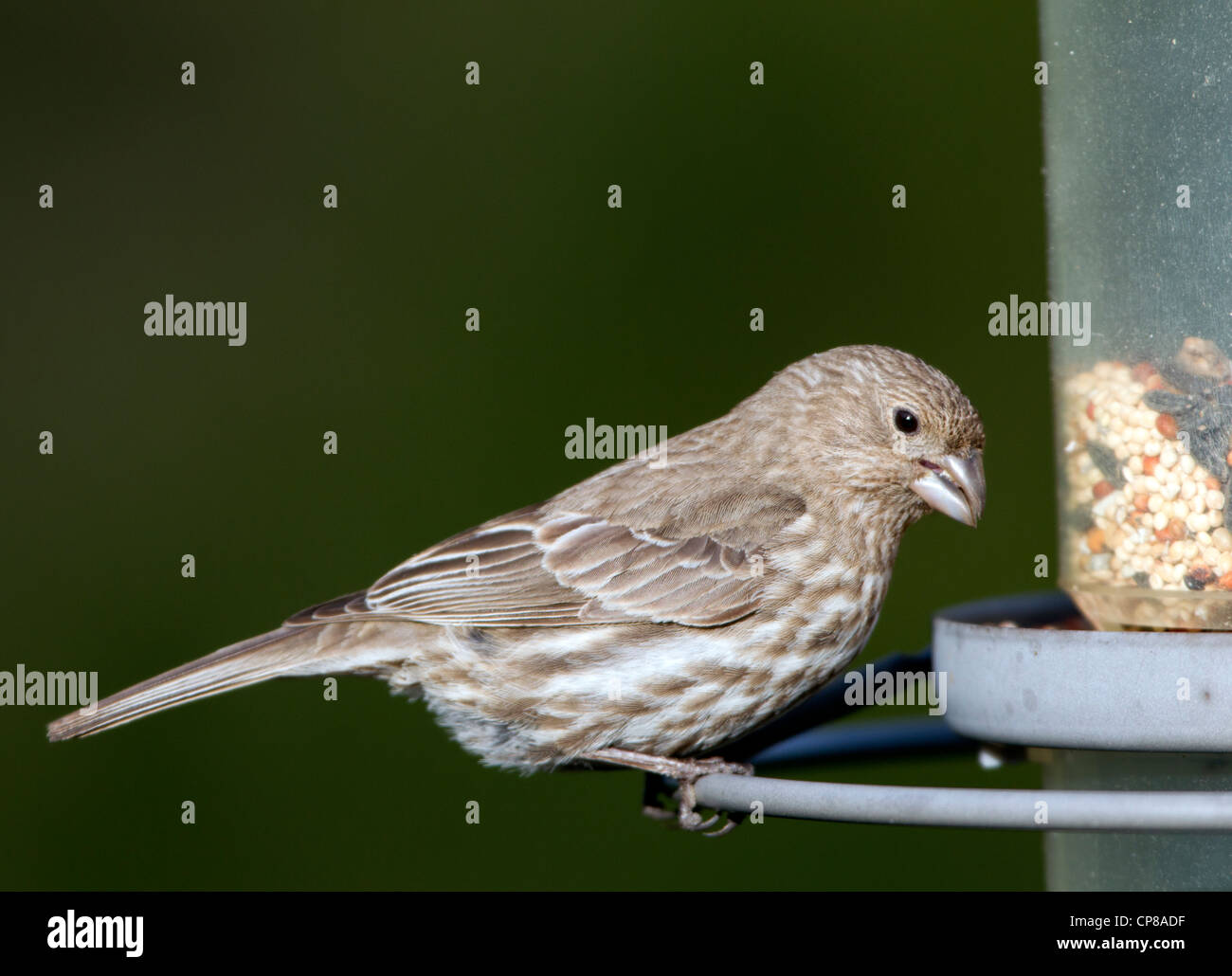House Finch Female at Seed Feeder Stock Photo Alamy
