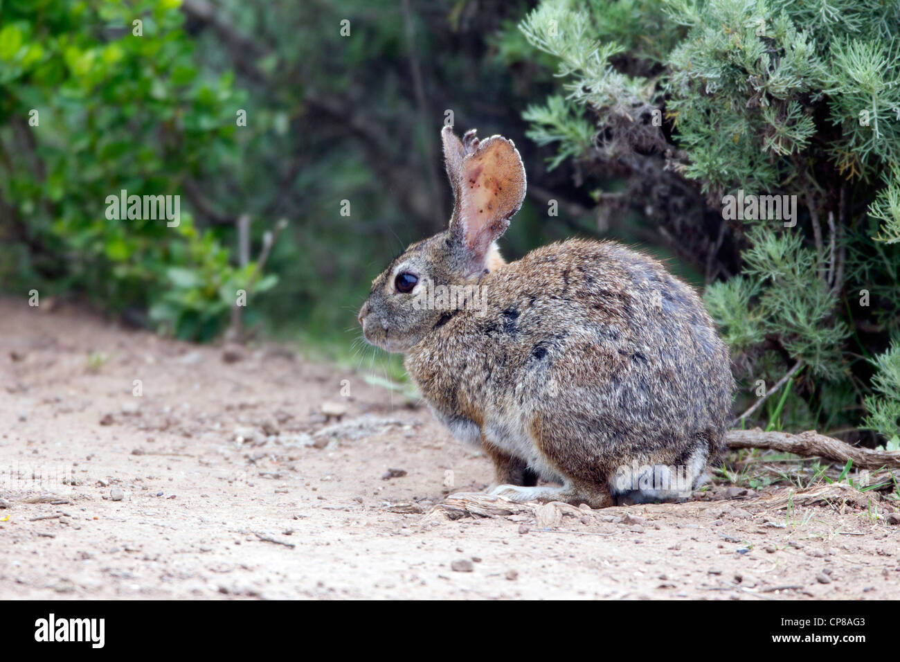 Cottontail Rabbit with Ticks Stock Photo Alamy