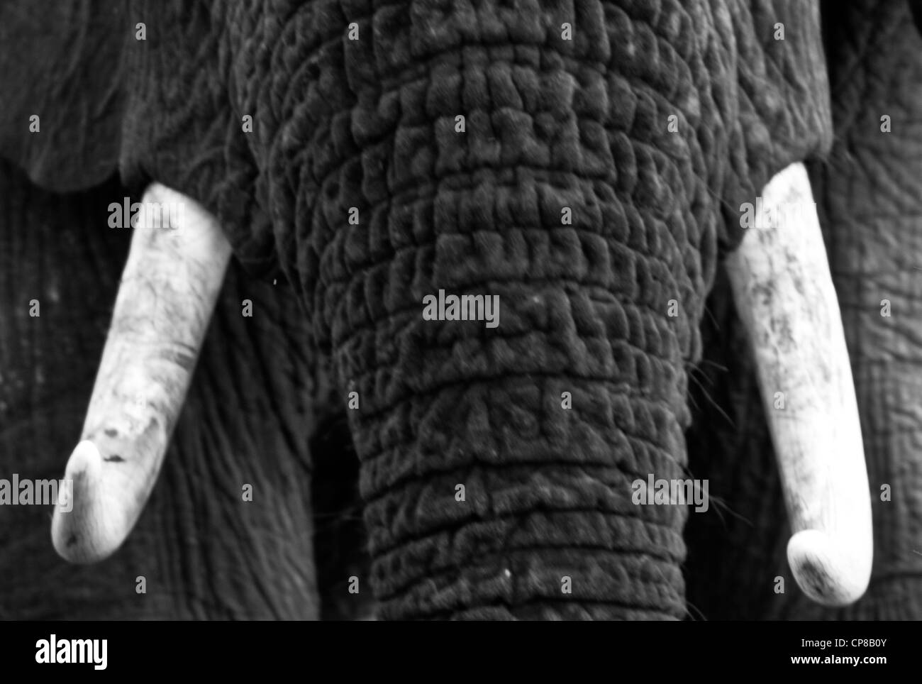 Black & White close up view of tusks of African Elephant (Loxodonta