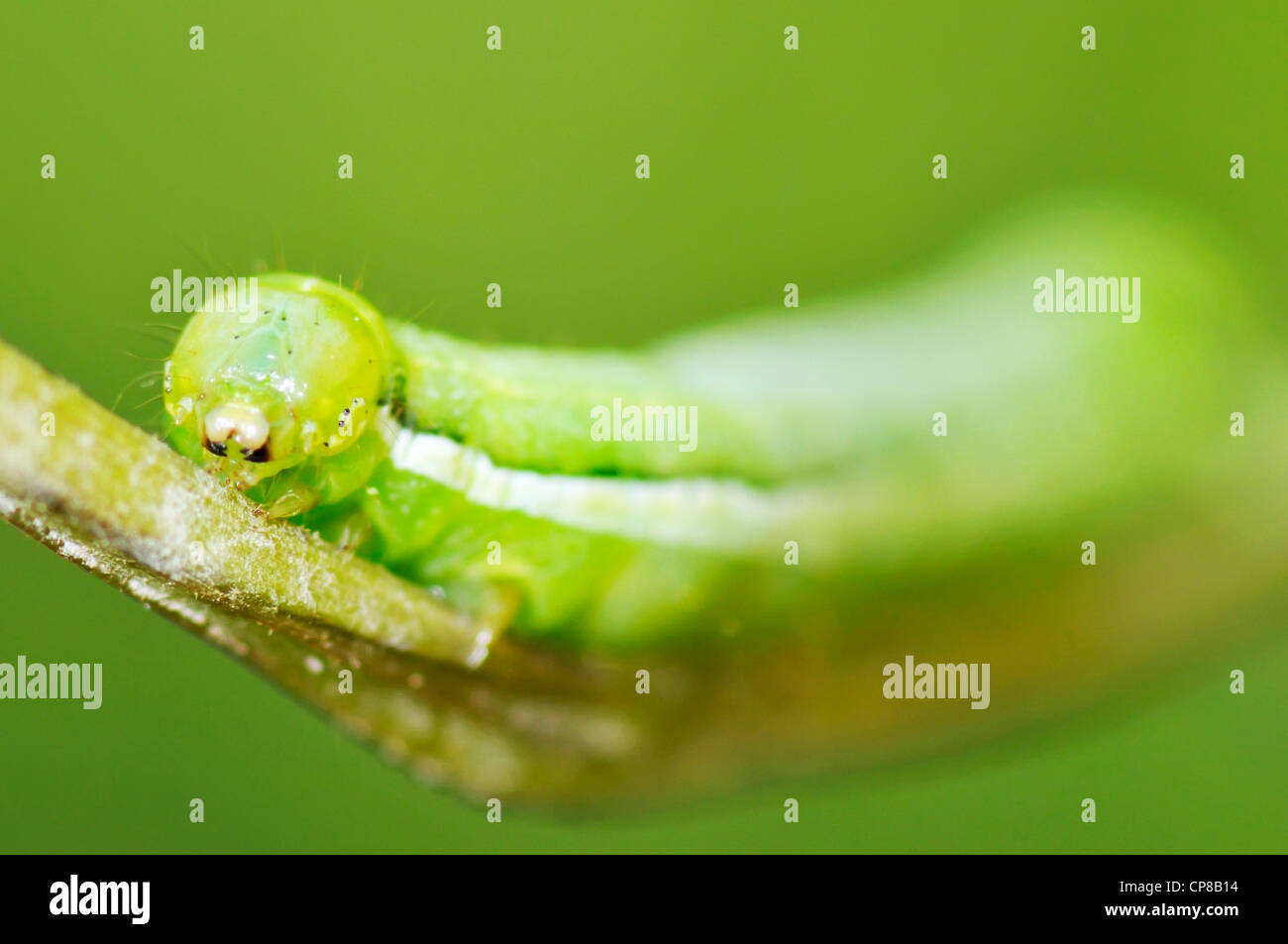 Luna Moth Caterpillar Eating Leaves Hi res Stock Photography And Images Alamy